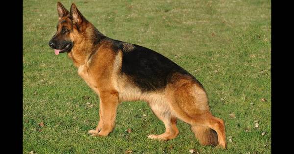 La Nación / Invitan a inscribir a perros pastores alemanes para competir en el Campeonato de Estructura del COAP