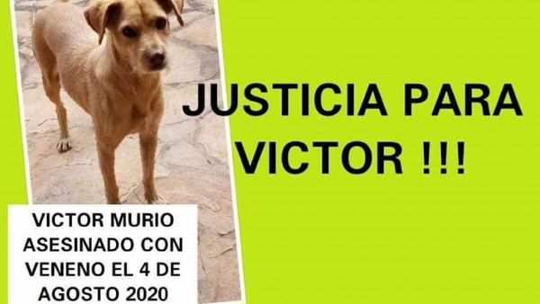 Jueza debe resolver si eleva a juicio caso por envenenamiento de perros