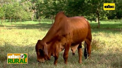 ABC Rural: Genesur importará semen de Brahman Red y Gris de Colombia - ABC Rural - ABC Color