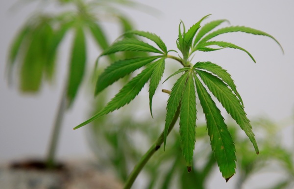 El Congreso de Costa Rica da la primera aprobación al uso del cannabis medicinal - MarketData