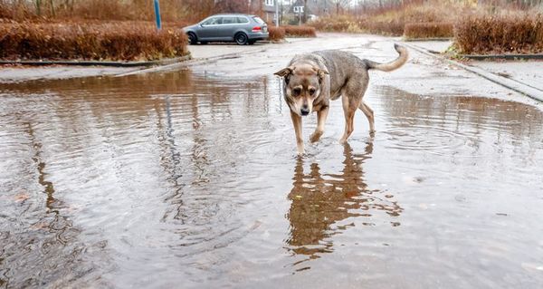 Hogares y centros de adopciones para animales en situación de abandono - Mascotas - ABC Color