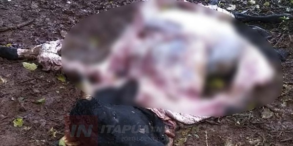DENUNCIAN ABIGEATO EN CAMPICHUELO PUERTO. - Itapúa Noticias