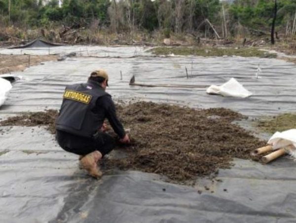 Incautan 468 kilos de marihuana prensada en Amambay · Radio Monumental 1080 AM