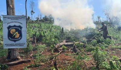 Destruyen 8 hectáreas de marihuana en Colonia Sidepar - Noticiero Paraguay