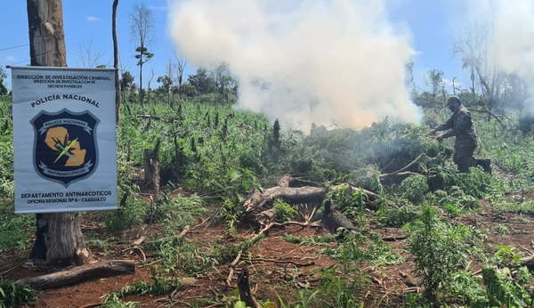 Destruyen 8 hectáreas de marihuana en Colonia Sidepar - Noticiero Paraguay