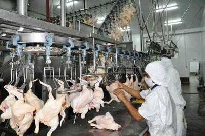 Pérdida de G. 3.000 millones causa contrabando de pollo – Prensa 5