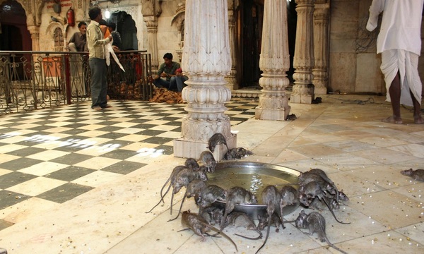 El templo donde se rezan a ratas | Telefuturo