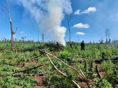 Destruyen ocho hectáreas de plantación de marihuana en Sidepar – Prensa 5