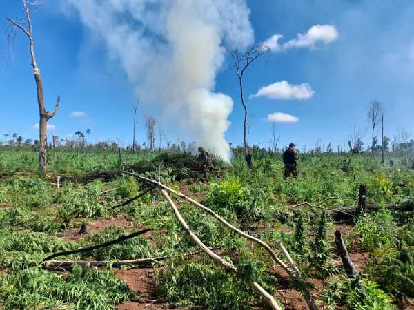 Destruyen ocho hectáreas de plantación de marihuana en Sidepar – Prensa 5
