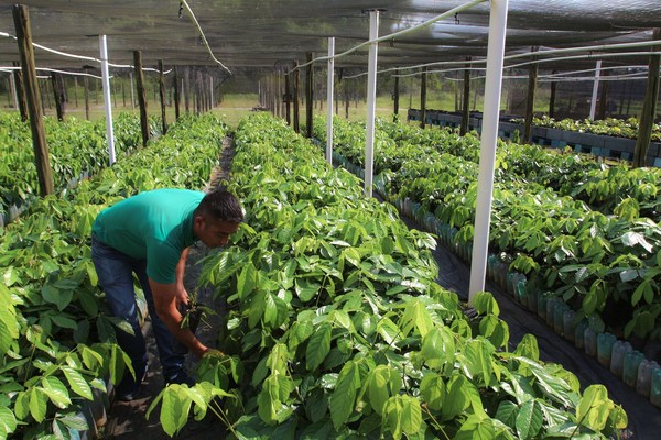 El área dedicada a la agricultura en Brasil se triplicó en las últimas tres décadas - MarketData