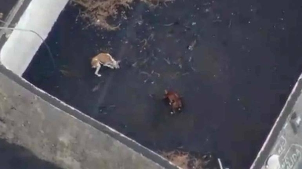 Diario HOY | Planean inédito rescate con drones de perros atrapados por volcán de isla española