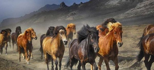 Localizan en el Cáucaso el origen del caballo doméstico