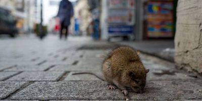 Nueva York enfrenta un brote de una enfermedad transmitida por la orina de rata - Megacadena — Últimas Noticias de Paraguay