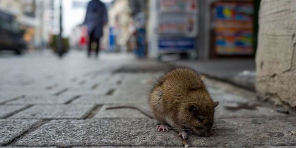 Nueva York enfrenta un brote de una enfermedad transmitida por la orina de rata - Megacadena — Últimas Noticias de Paraguay