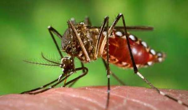 Notificaciones de dengue se registran en todos los departamentos – Prensa 5