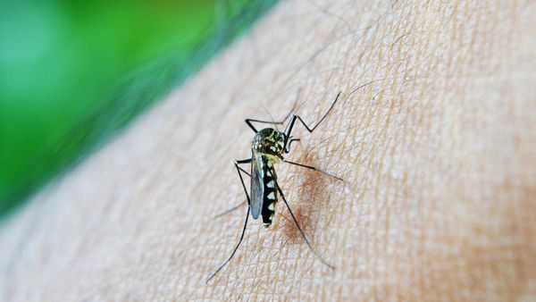 Registran circulación de dengue en todos los departamentos del país