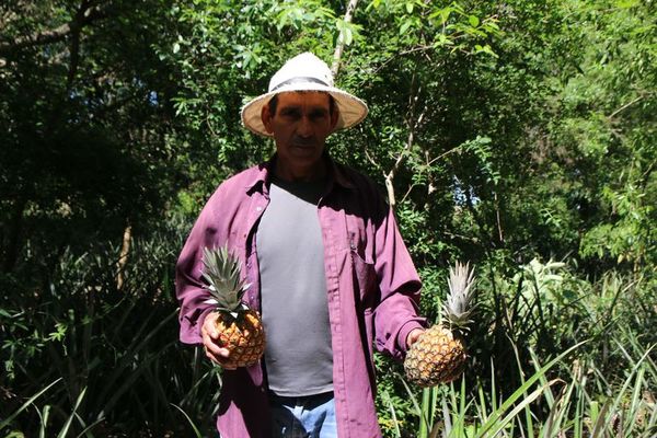 Productor de piña resalta necesidad de apoyo para incrementar producción en Ñeembucú - Nacionales - ABC Color