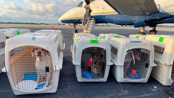 Trasladan de Miami a Canadá a 54 perros sin amo en busca de otra oportunidad