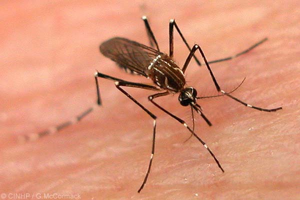 Notificaciones de dengue se registran en todos los departamentos, según Salud | Ñanduti