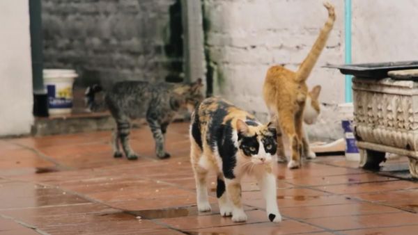 Filme Hotel de gatos se estrena mañana