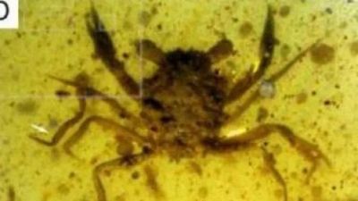 Cangrejo en ámbar de 100 millones de años ayuda a tejer su evolución