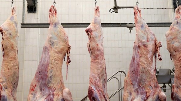 La Nelore destaca calidad, precocidad y homogeneidad de animales para faena