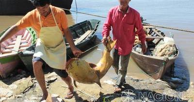 La Nación / Advierten sobre millonarias multas por no respetar veda pesquera