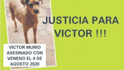 Alemán envenenó a 16 perros e irá a juicio oral