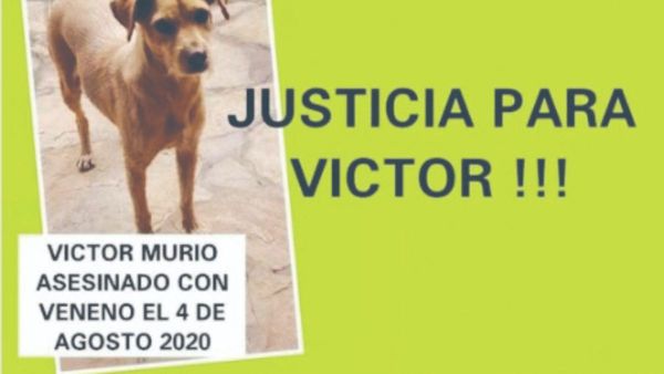 Alemán envenenó a 16 perros e irá a juicio oral