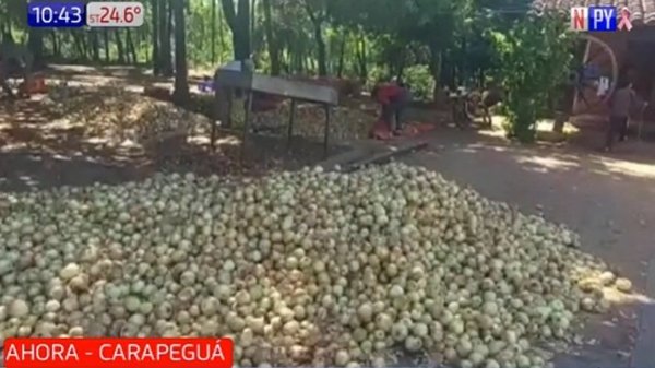 Resignados productores regalan sus cebollas por falta de mercado | Noticias Paraguay