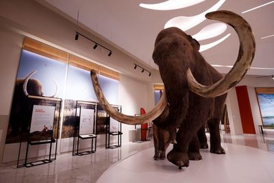 Museo del Mamut, joya paleontológica dentro del nuevo aeropuerto de México - MarketData