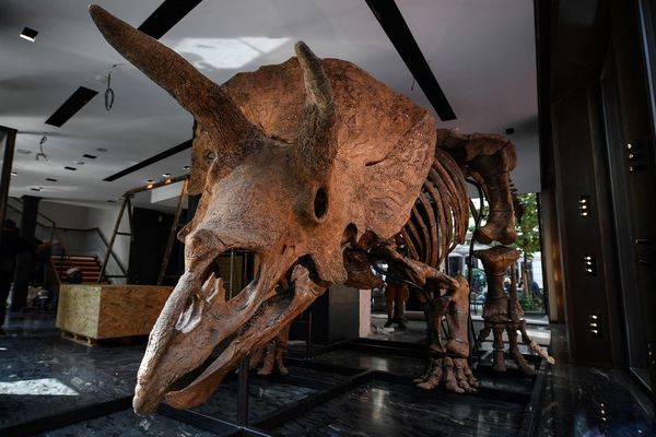 Subastan a “Big John” por 7,7 millones de dólares