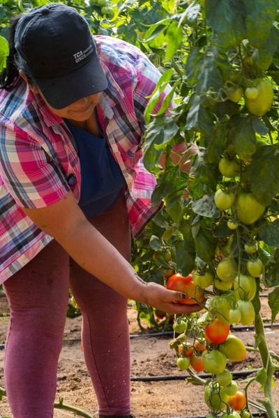 Con ayuda de la EBY horticultores de Ayolas obtienen buenos resultados en la producción de tomates - El Trueno