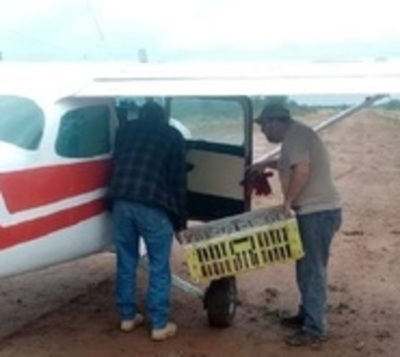 Ladrones de avioneta aterrizaron en estancia de Brunetti - Paraguay.com