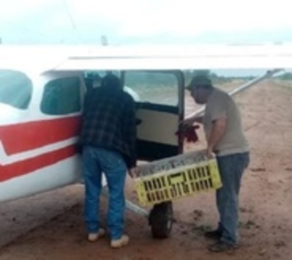 Ladrones de avioneta aterrizaron en estancia de Brunetti - Paraguay.com