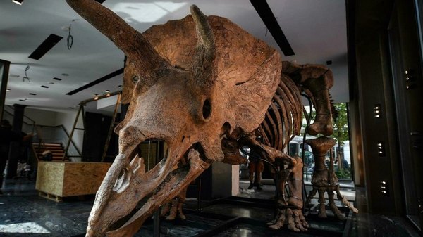 Crónica / Subastaron los huesos del tricératops más grande del mundo y los científicos están tristes