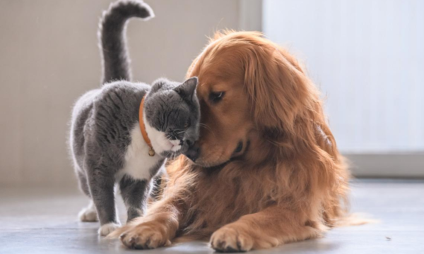 España exigirá que todas las mascotas tengan una cédula de identidad para evitar el abandono