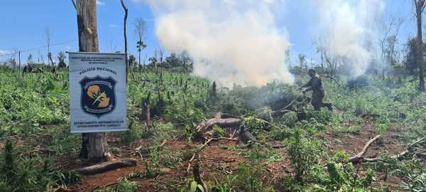 Destruyen 8 hectáreas de marihuana en Colonia Sidepar