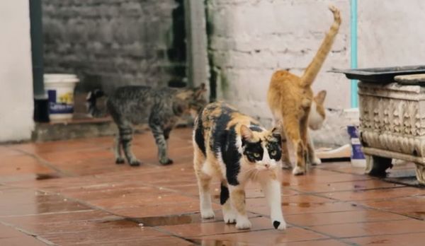 Filme Hotel de gatos se estrena mañana