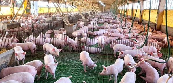 Hato porcino crece 6 cabezas por hora y supera  1.464.000 ejemplares, según informe - Nacionales - ABC Color