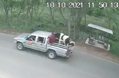 Crónica / ABIGEATO MODERNO. Robaron una vaca ¡en una camioneta!