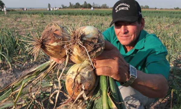 Producción de cebollas alcanzaría récord este año