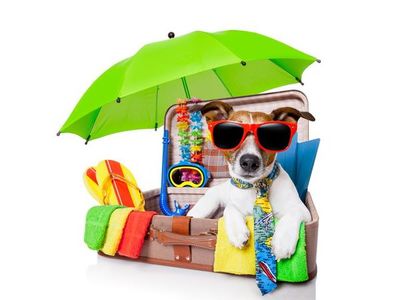 Vacaciones con tu mascota: cuáles son los documentos que tu perro necesita para viajar al exterior - Mascotas - ABC Color