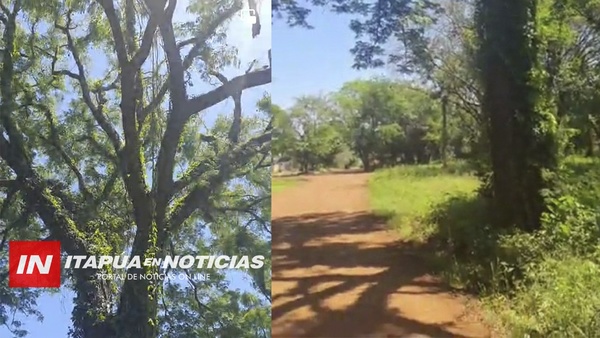 BUSCAN SALVAR A UN TIMBÓ QUE SERÁ TALADO POR UN EMPEDRADO - Itapúa Noticias