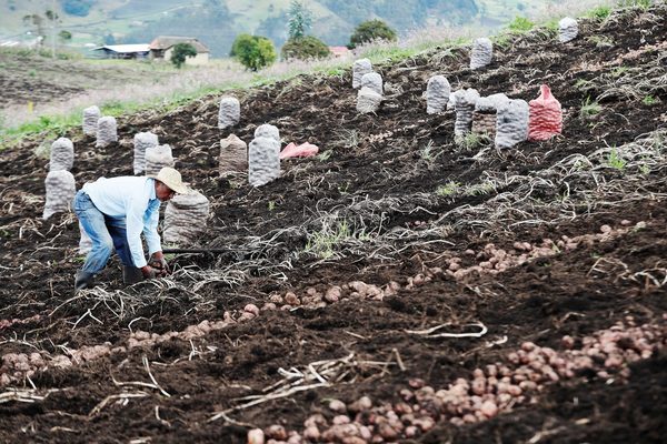 El campo colombiano se moderniza con tecnología inteligente - MarketData