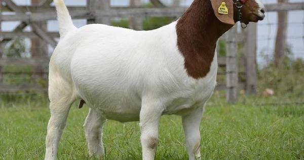 La Nación / Cabaña Urunde’y hará su primera expo caprina boer en Loma Plata