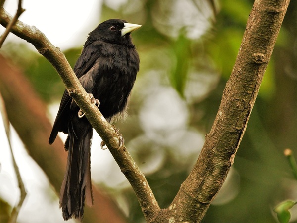 Regresa el Festival de Aves