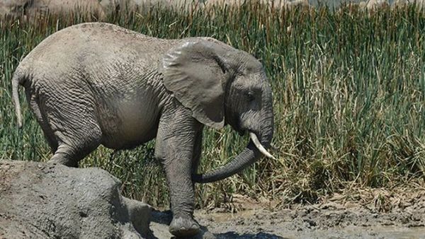Elefante mató a presunto cazador furtivo en Sudáfrica