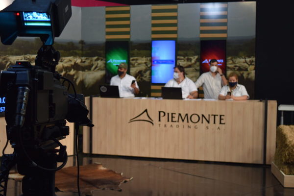 Piemonte remata 380 vacunos de invernada por pantalla, mañana sábado