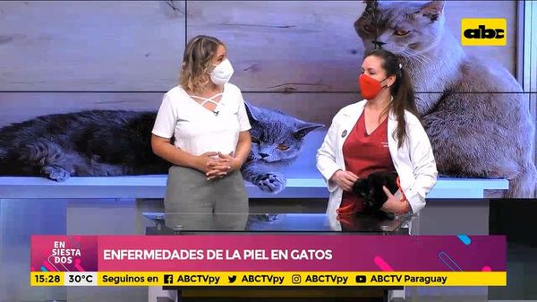 Enfermedades de la piel en gatos - Ensiestados - ABC Color